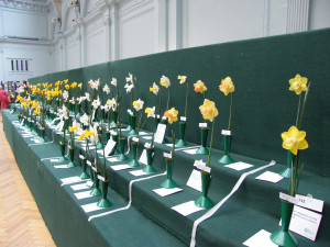 rhs-daffodil-show-1