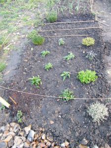 2014-02-15-herbs-shallots